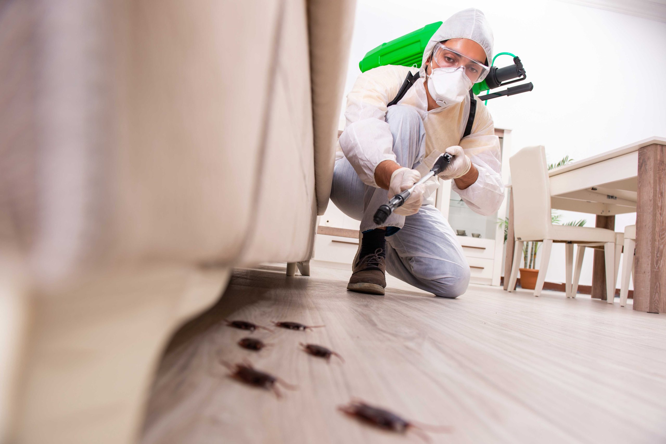 Pest-Control experts in Marietta specializing in prevention and eradication of various pests. Don't let pests damage your property and endanger your health.